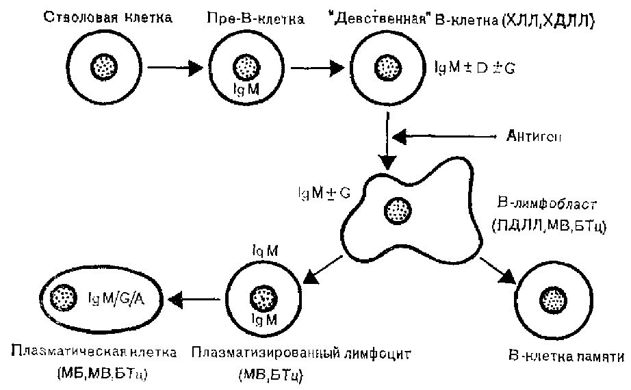 Этиология и патогенез
