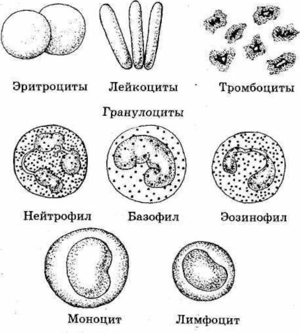 Форменные элементы крови